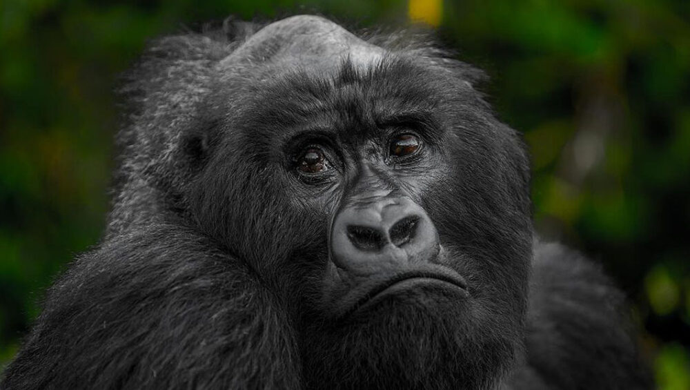 Things To Do On A Rwanda Safari Adventure! Discovery Journeys.