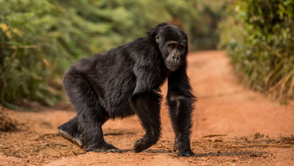 Best Time To Go Gorilla Trekking. Discovery Journeys