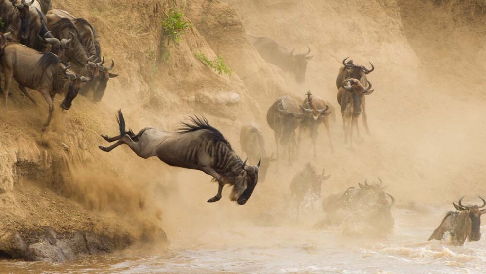 Masai Mara Wildebeest Migration Safari Season. Discovery Journeys