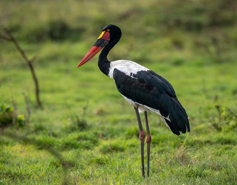 Highlights of a Uganda Birding Safari Season. Discovery Journeys