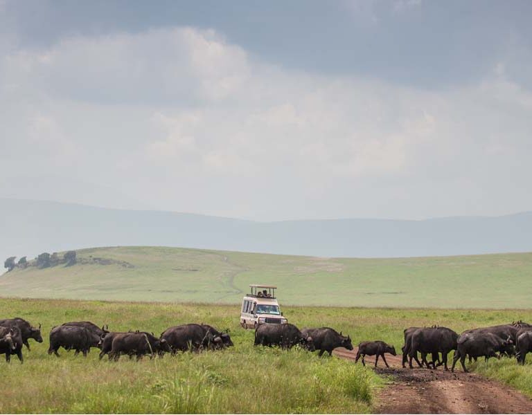 The Ngorongoro Crater Safari. Discovery Journeys