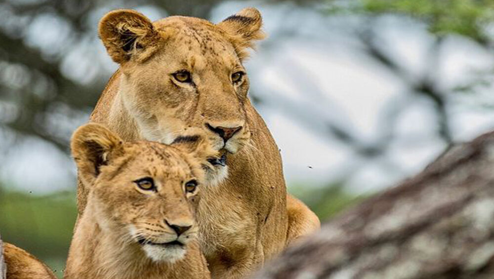 Tanzania Big Cats Safari Experiences. Discovery Journeys
