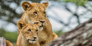 Tanzania Big Cats Safari Experiences. Discovery Journeys