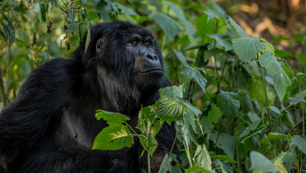 Why You Should Track Mountain Gorillas In Uganda. Discovery Journeys