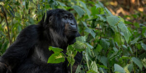 Why You Should Track Mountain Gorillas In Uganda. Discovery Journeys