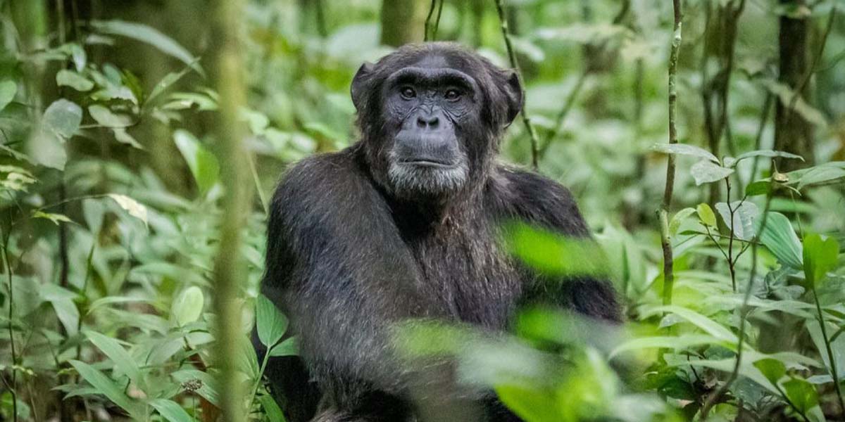 Chimpanzee trekking Kibale National Park. 10-day Uganda Rwanda safari and Discovery Journeys