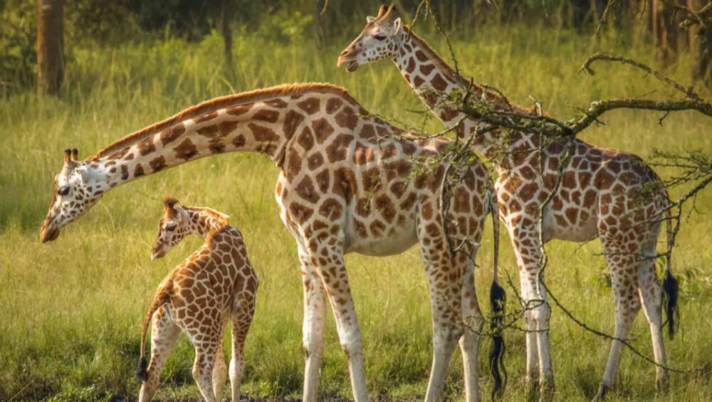 Lake Mburo Game drives. 7-day Uganda Rwanda Safari. Discovery Journeys
