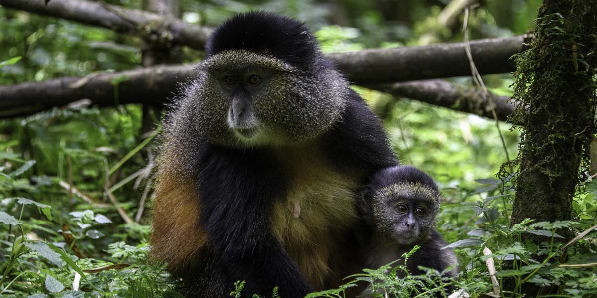 Golden Monkeys in Volcanoes National Park Rwanda. Discovery Journeys