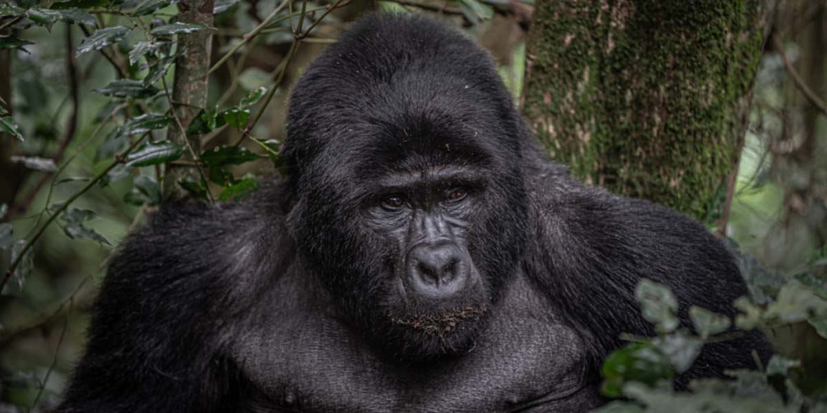 Bwindi Gorilla Trekking. Uganda Safari and Discovery Journeys