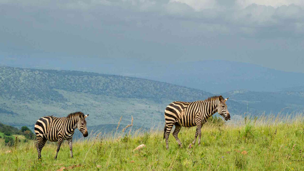 Rwanda Tours & Wildlife Adventures. Discovery Journeys