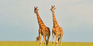 20-day Uganda Safari Adventure