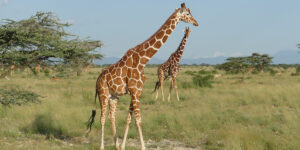 Samburu National Reserve. Kenya safari and Discovery Journeys