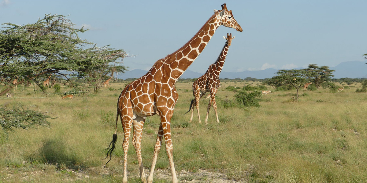 Samburu National Reserve. Kenya safari and Discovery Journeys