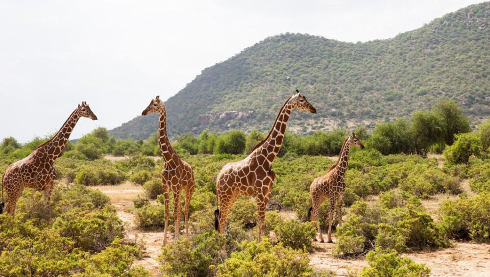 Exploring The Best Kenya Wildlife Tour Experiences. Discovery Journeys