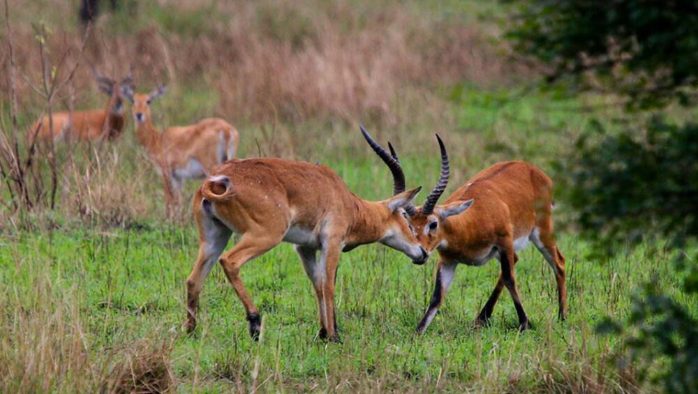 Semuliki Valley National Park. Discovery Journeys