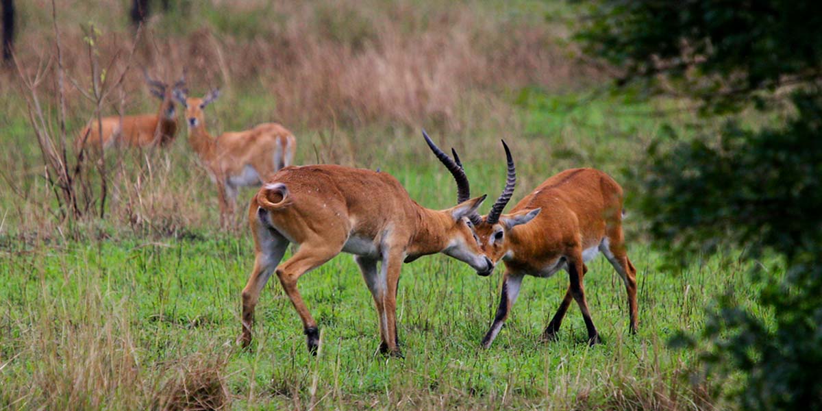 Semuliki Valley National Park. Discovery Journeys