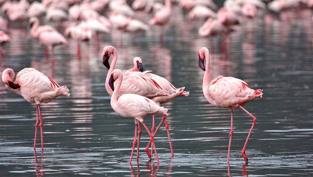 Lake Nakuru National Park. Kenya safari & Discovery Journeys