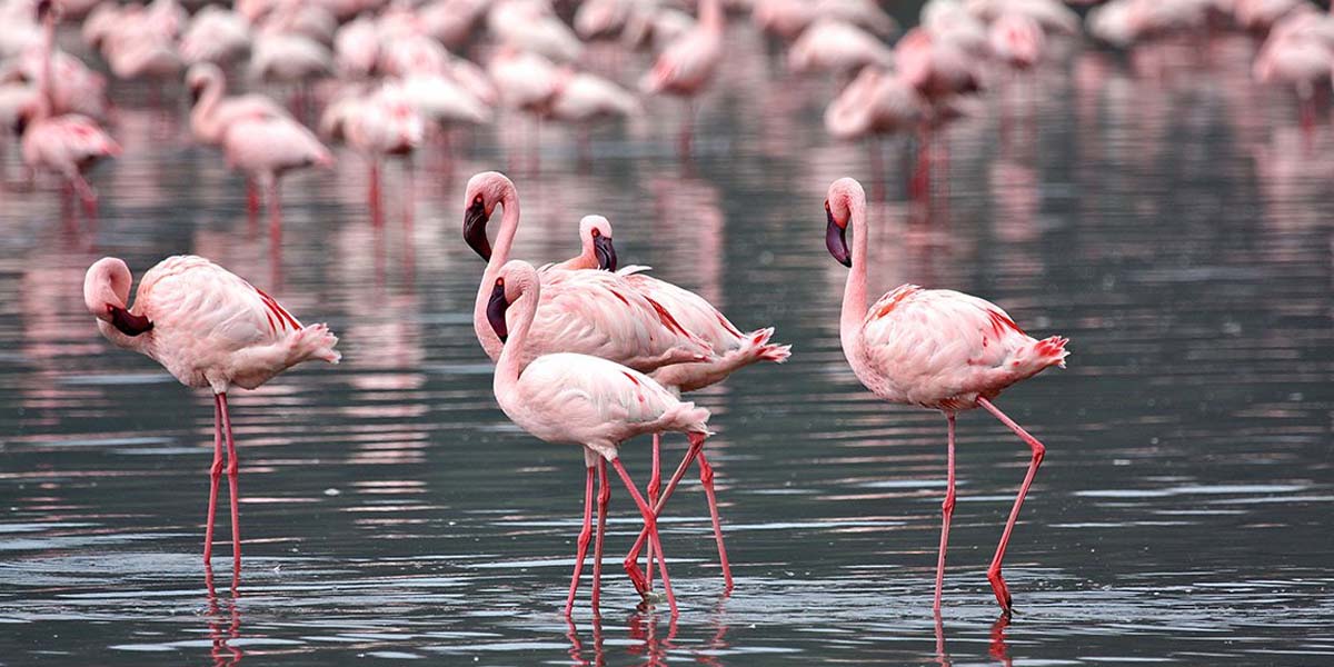 Lake Nakuru National Park. Kenya safari & Discovery Journeys