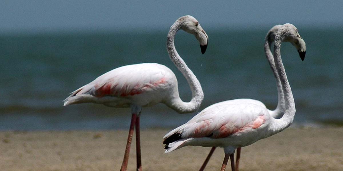 Lake Turkana Wildlife. 12-day Lake Turkana Safari.