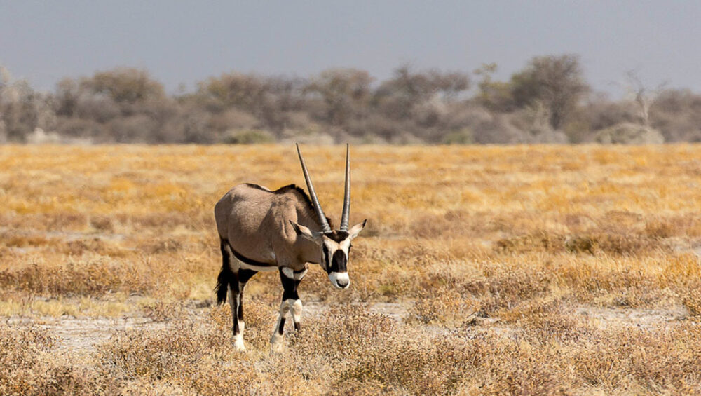 12-day Lake Turkana Safari. Kenya safari and Discovery Journeys