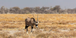 12-day Lake Turkana Safari