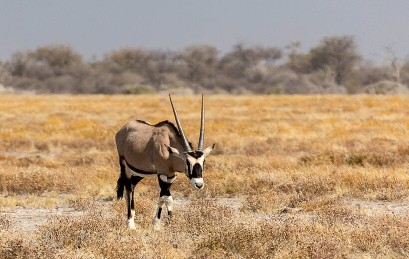 12-day Lake Turkana Safari