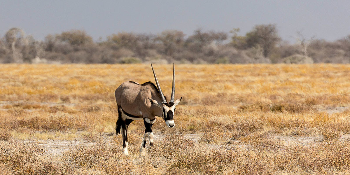 Beisa Oryx in Sibiloi National Park. Kenya safaris and Discovery Journeys. 4-day Lake Turkana Tour