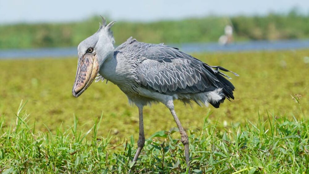 Shoebill stork spotted on Exclusive Uganda Birding Tour Destinations. Discovery Journeys