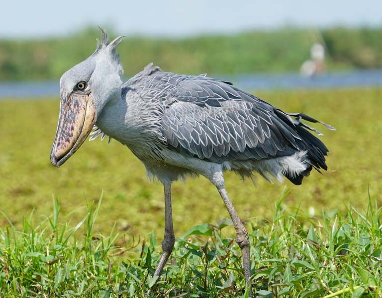 Shoebill stork spotted on Exclusive Uganda Birding Tour Destinations. Discovery Journeys