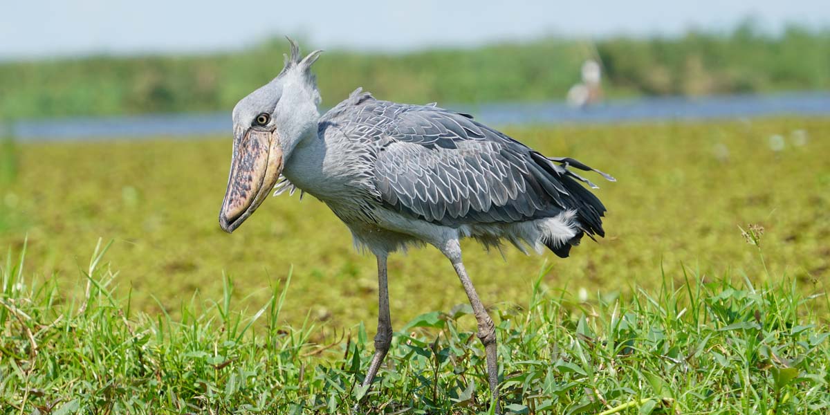 Shoebill stork spotted on Exclusive Uganda Birding Tour Destinations. Discovery Journeys