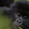 A Rwanda Gorilla Safari Experience. Discovery Journeys