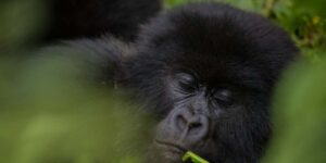 A Rwanda Gorilla Safari Experience. Discovery Journeys