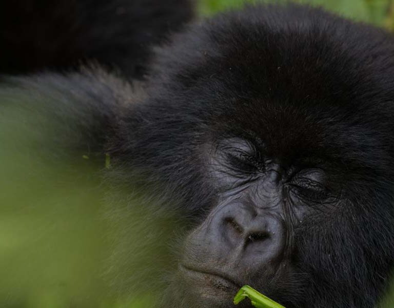 A Rwanda Gorilla Safari Experience. Discovery Journeys