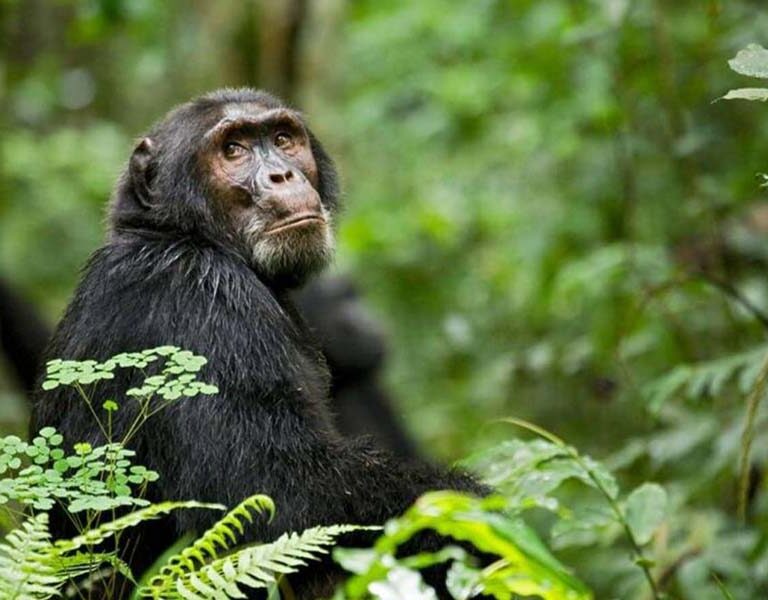 The best Uganda chimpanzee trekking destinations. Discovery Journeys and Uganda safari adventures!