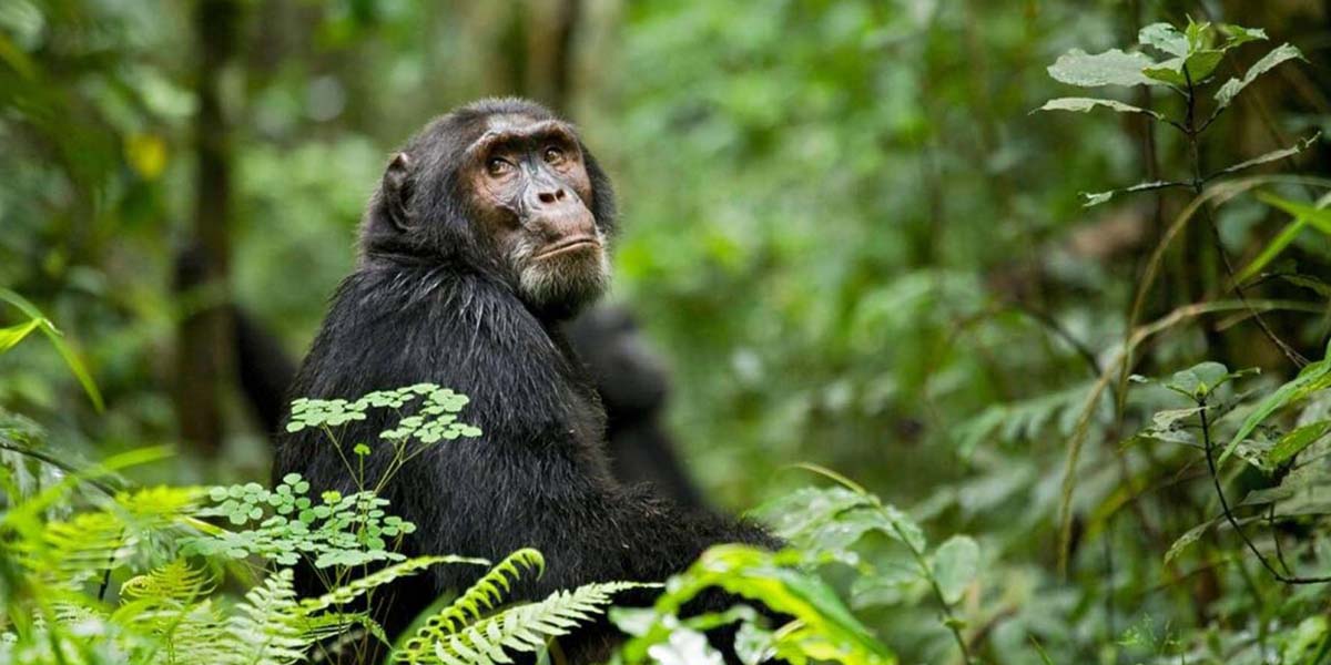 The best Uganda chimpanzee trekking destinations. Discovery Journeys and Uganda safari adventures!