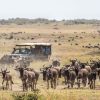 Plan a Great Kenya Migration safari with expert tips on timing, Kenya safari packages, wildlife tours, and combining your trip with a Kenya beach holiday. Discovery Journeys