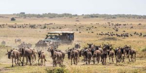 Plan a Great Kenya Migration safari with expert tips on timing, Kenya safari packages, wildlife tours, and combining your trip with a Kenya beach holiday. Discovery Journeys