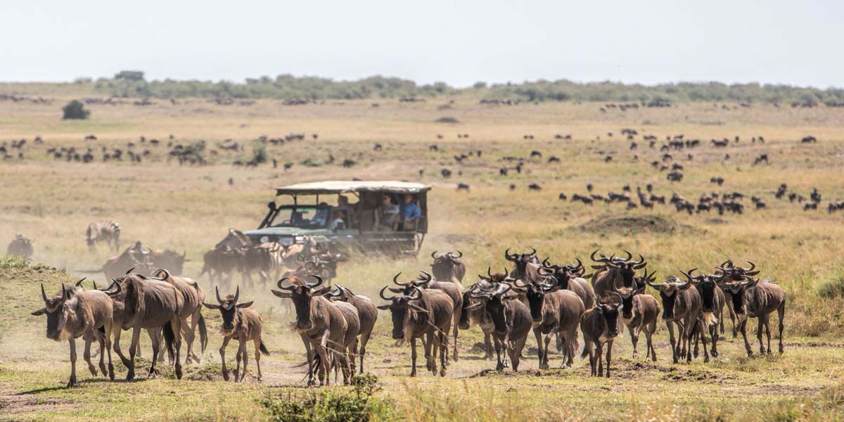 Plan a Great Kenya Migration safari with expert tips on timing, Kenya safari packages, wildlife tours, and combining your trip with a Kenya beach holiday. Discovery Journeys