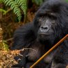 Tracking the Future: A Mountain Gorilla Census in Bwindi Impenetrable Forest. Discovery Journeys