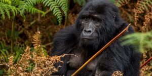 Tracking the Future: A Mountain Gorilla Census in Bwindi Impenetrable Forest. Discovery Journeys