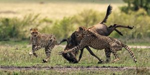 A Masai Mara Safari Adventure features the wildebeest migration and authentic Kenya adventure experiences for families. Discovery Journeys