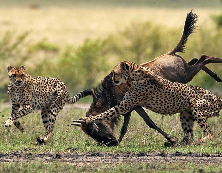 A Masai Mara Safari Adventure features the wildebeest migration and authentic Kenya adventure experiences for families. Discovery Journeys
