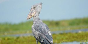 The Highlights of Uganda Birding Journeys. Discovery Journeys