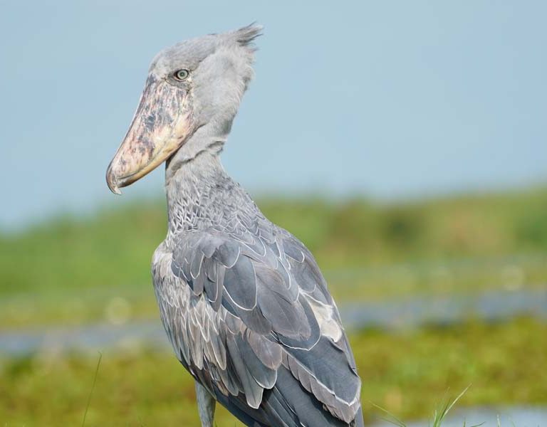 The Highlights of Uganda Birding Journeys. Discovery Journeys