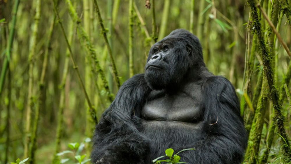Discovering Africa On Rwanda Wildlife Safaris. Discovery Journeys