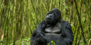 Discovering Africa On Rwanda Wildlife Safaris. Discovery Journeys