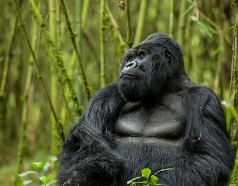 Discovering Africa On Rwanda Wildlife Safaris. Discovery Journeys