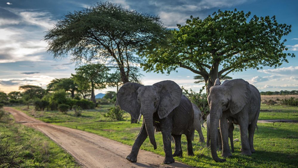 The Best Southern Tanzania Wildlife Adventures. Discovery Journeys