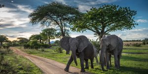 The Best Southern Tanzania Wildlife Adventures. Discovery Journeys