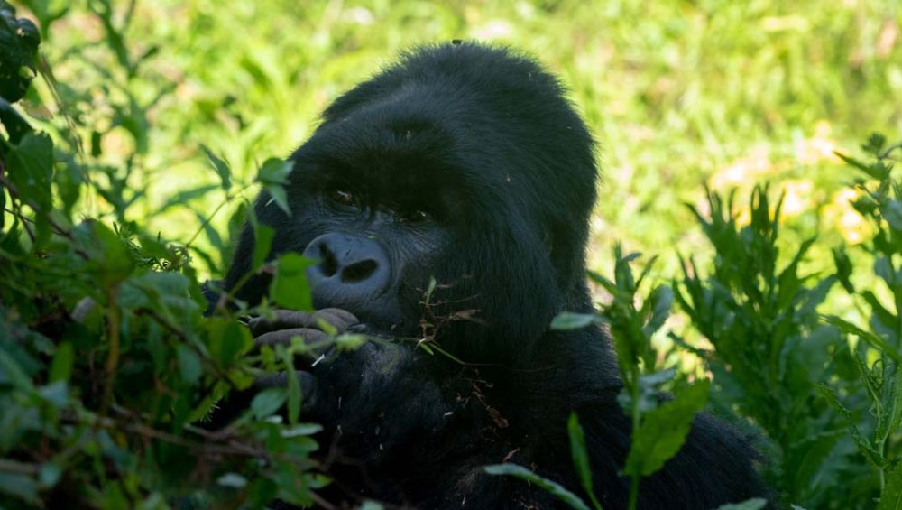 What Makes Uganda Mountain Gorilla Trekking in Mgahinga Special? Discovery Journeys